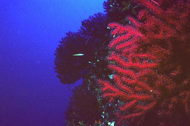 25 Paramuricea chamaleon.jpg - Fotografata in Sardegna, è presente anche nel Mar Ligure...
